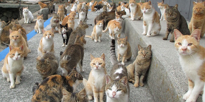 Vosges: une femme vivait avec 113 chats